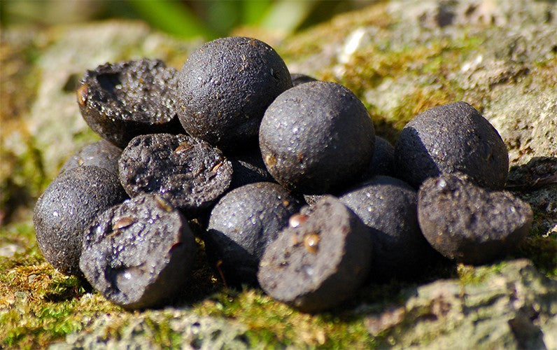 Carp Killers Boilies Black Hash 2,5kg (16mm / 20mm)