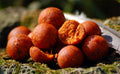 Carp Killers Boilies French Water 2,5kg (16mm / 20mm)