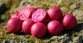 Carp Killers Boilies Pink Peach 2,5kg (16mm / 20mm)