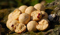 Carp Killers Boilies White Indian 5 kg